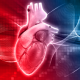 ساختار قلب انسان تپش قلب