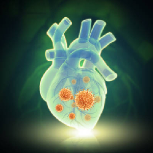 اثرات ویروس کرونا بر قلب